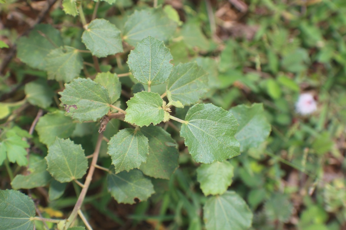 Triumfetta glabra Spreng.